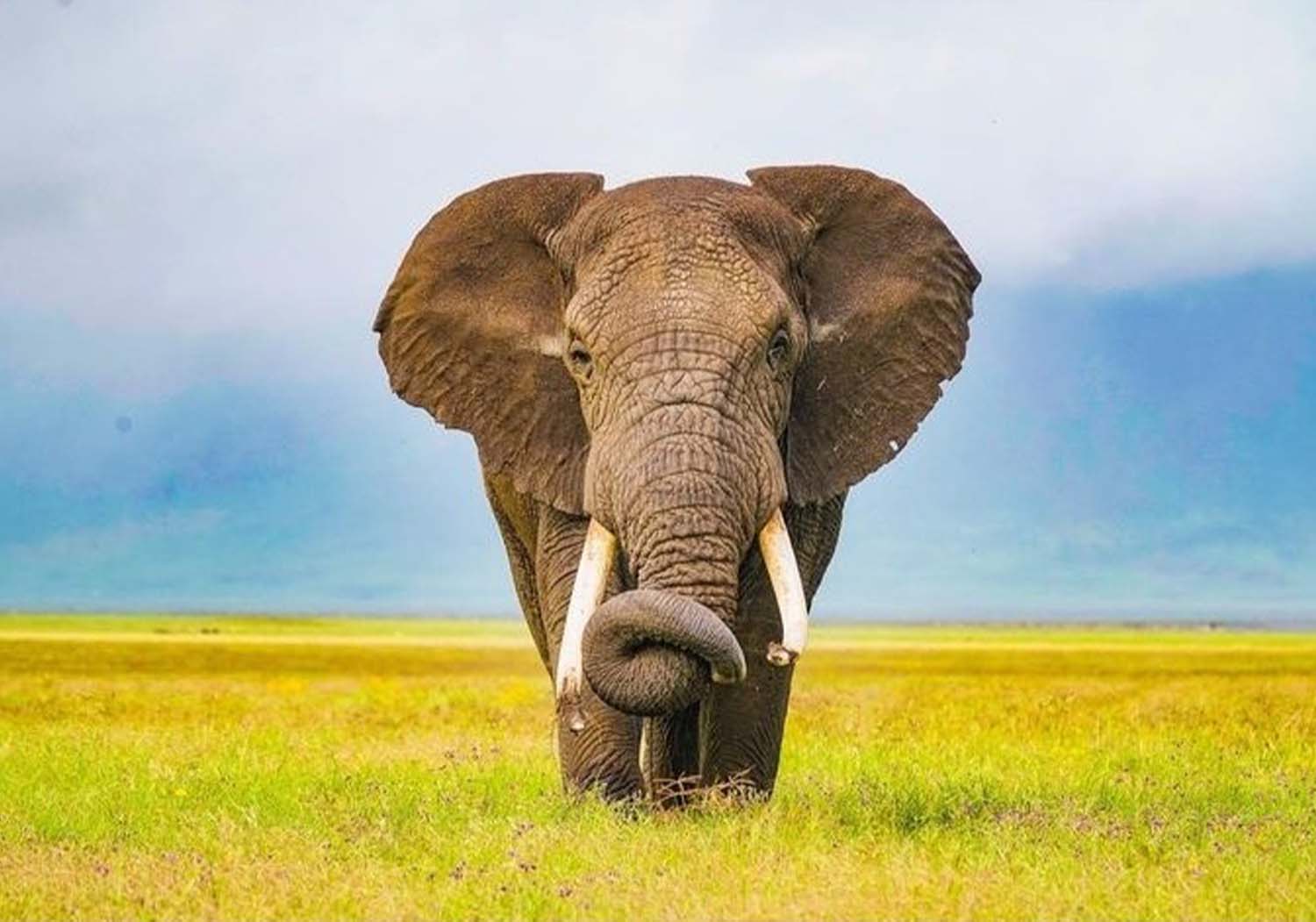 Serengeti National Park Safari