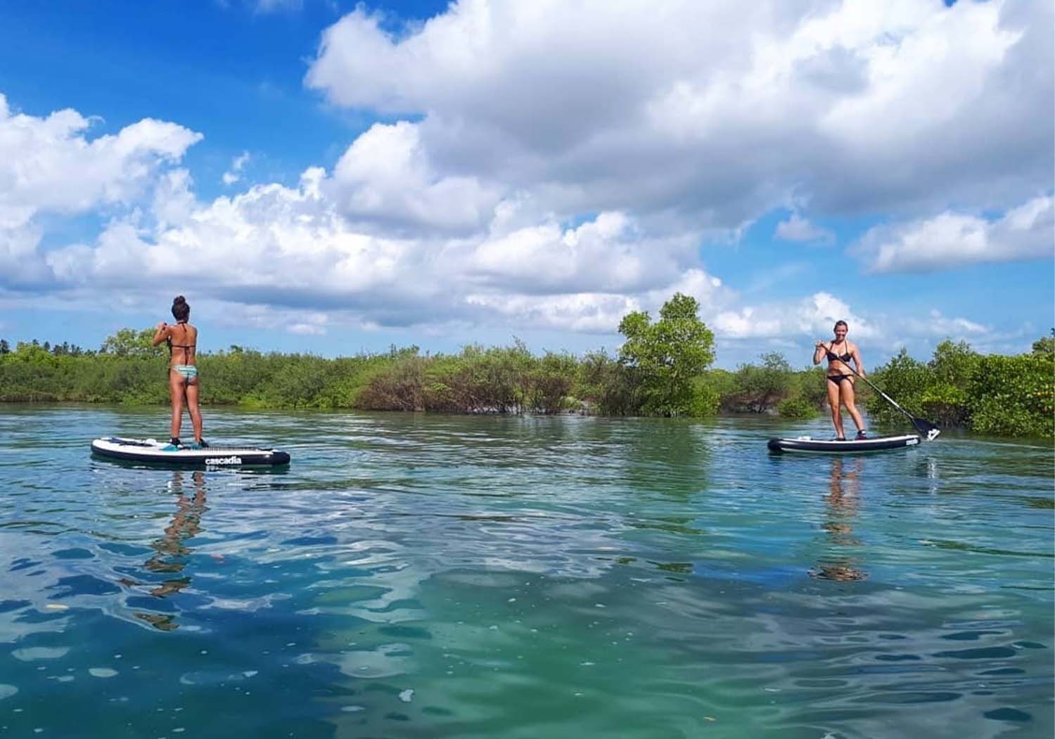 Swap Trip in Mangrove Swamp