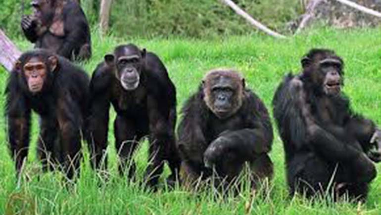 Gombe Stream National Park Safari